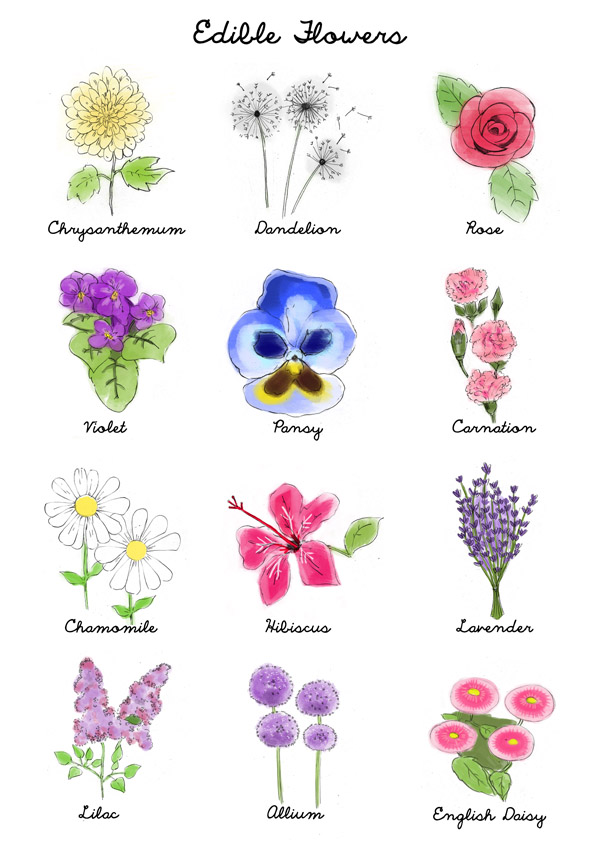 Flower Chart In English